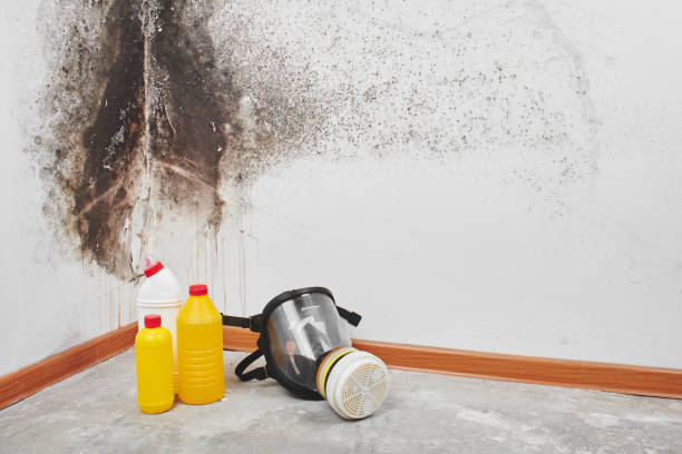 Best Certified Mold Removal  in Zanesville, OH