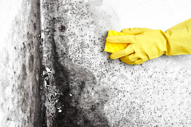 Best Mold Removal Specialists  in Zanesville, OH