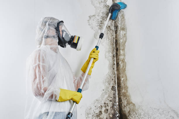 Best Emergency Mold Removal  in Zanesville, OH