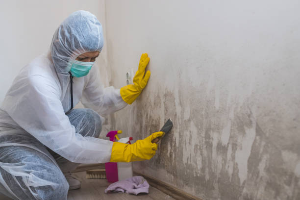 Best Professional Mold Removal  in Zanesville, OH