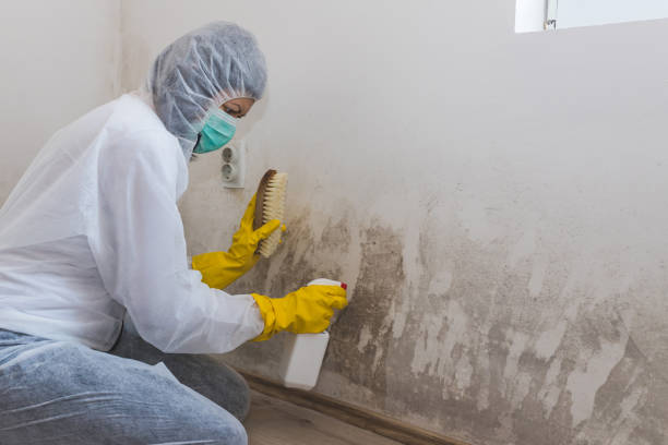 Trusted Zanesville, OH Mold Removal Experts
