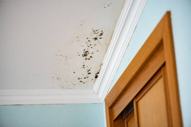 Best Office Mold Removal Services  in Zanesville, OH