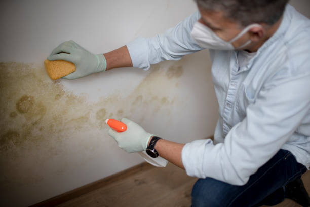 Best Attic Mold Removal  in Zanesville, OH