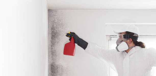 Best Affordable Mold Removal  in Zanesville, OH