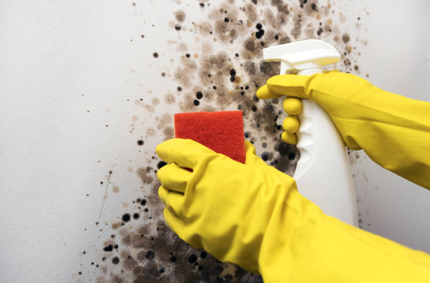 Best Black Mold Removal  in Zanesville, OH