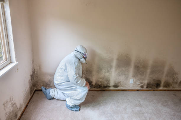 Best Toxic Mold Removal  in Zanesville, OH