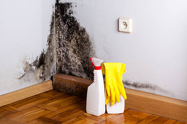 Best Home Mold Removal  in Zanesville, OH