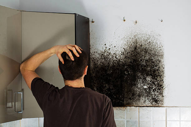 Best Office Mold Removal Services  in Zanesville, OH