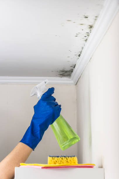 Best Mold Remediation  in Zanesville, OH